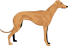 Grey Hound Clip Art